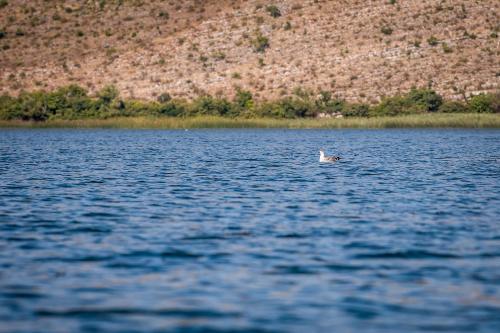 Haustor Skadar Lake - image 2