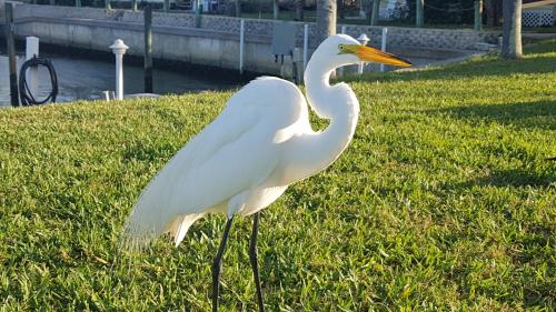 Siesta Key Condo - on the water !