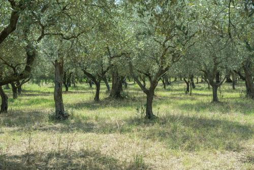  B&B Rifugio tra gli Ulivi in Campagna
