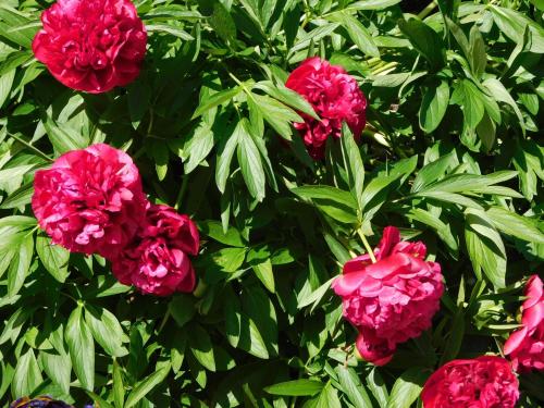 Le Petit Hameau gîte à louer Bois d'Auxi