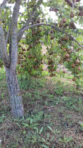 Dārzs, B&B Is Camminantis in Nurallao