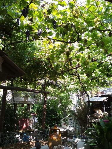 tuin, Karafil Guesthouse in Gjirokaster