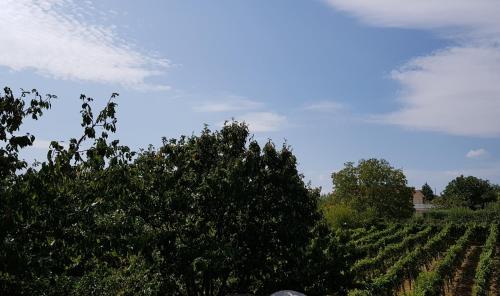 A környék, Rooms Rafomarija in Sluzanj