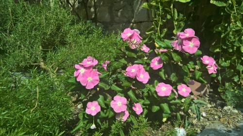 Nanna's little paradise