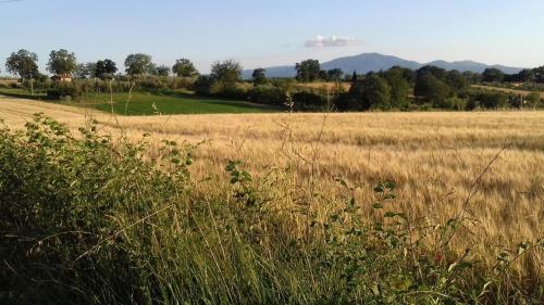 Strada delle Zamponare 1