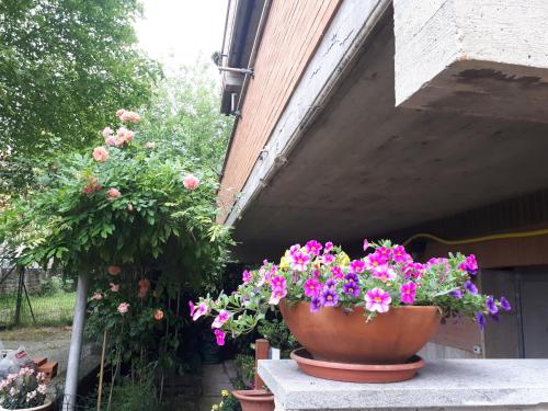 B&B Papa Leone Countryrooms - image 11