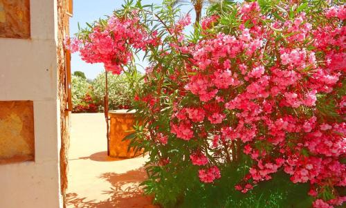 Son Mas, Campos (photo 9)