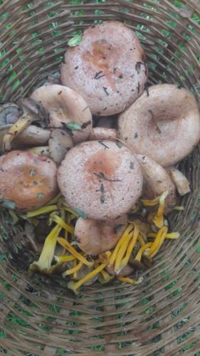  Apartamento Ca la Maria situado en Berga in Berga