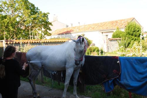 Ecurie de la Grange l'Abbé (Ecurie de la Grange l'Abbe) in Le Langon