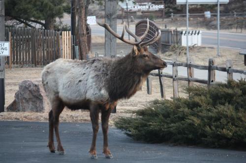 The Maxwell Inn – Estes Park, CO