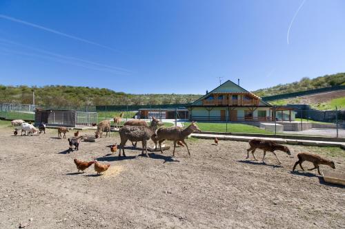 Apartmány na farmě