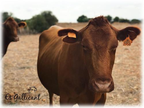 Agroturismo Es Gallicant