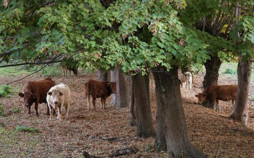 Hotel Jaume - image 7