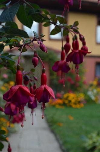 Zlatniyat Telets Guest Rooms - image 8