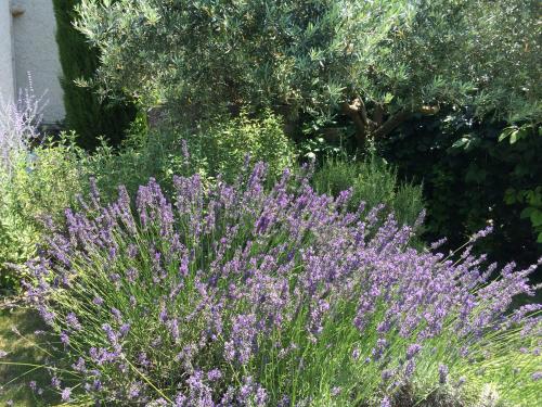 Le Mazet Des Joncs en Provence