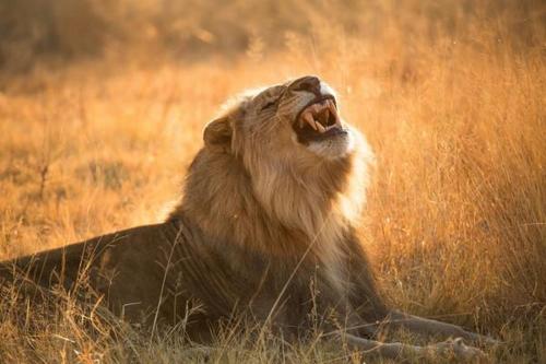 المنظر الخارجي, Nkala Safari Lodge in مالهاجامي