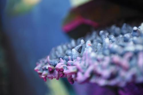 MagicSuite Guest House Roma Portuense - image 5