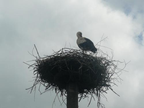 Hostynnyi Botsiun in Dubno