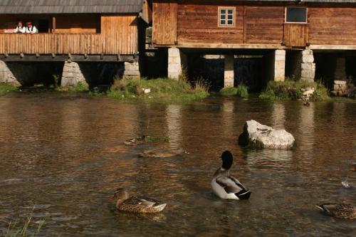 Guesthouse Samolov