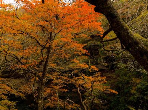 Hakone Nanase formerly known as Manatei Hakone