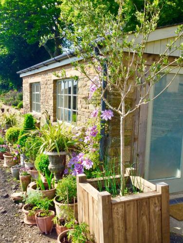 Lavender cottage - Berrow