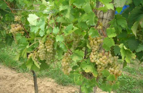 Weinbauernhof Vier Jahreszeiten - image 13