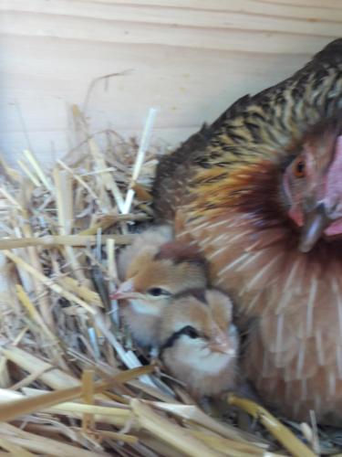 Fewo's Sieberer Fewo's Sieberer