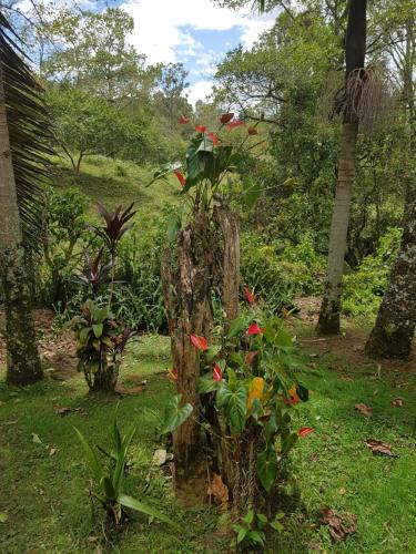 Finca La Esperanza Loma Linda