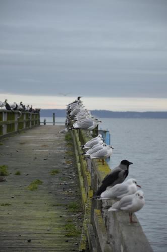 Historische Seelotsenstation Sassnitz - image 10