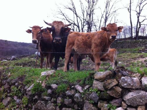 Casa Rural Sierra de Tormantos - image 10