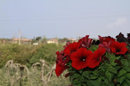 La Mimosa - main image