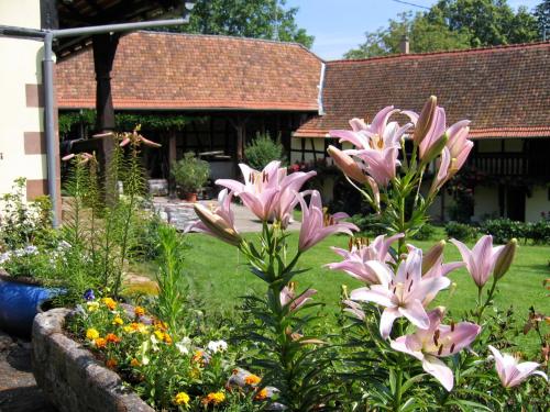 Le gîte des écureuils - Dauendorf
