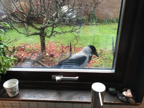 정원, Beautiful location Copenhagen/Malmö (Beautiful location Copenhagen/Malmo) in 분케플로스트란드