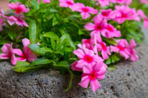 Sicily's View - image 11