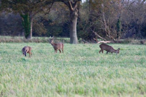 Hunston Mill Self Catering Dog Friendly