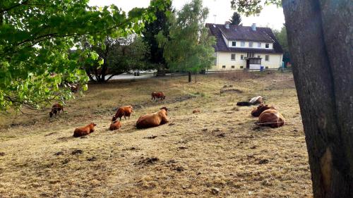 Hotel garni Am Hochwald 97m von Herzog-Johann-Albrecht-Straße entfernt