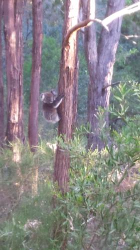Stringybark Hills Retreat in Adelaide Hills