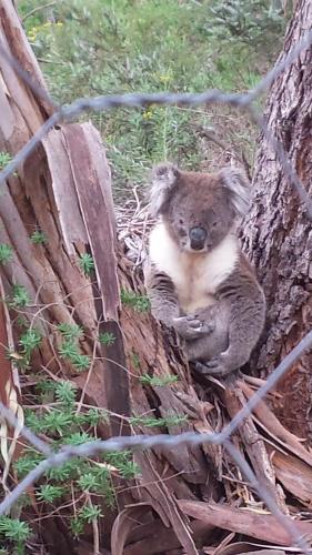 Stringybark Hills Retreat Adelaide