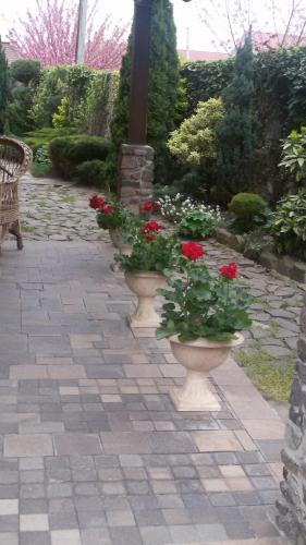 Adonis - image 13