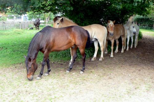 Spring-Hof in โอเบรอสเทนดอร์ฟ