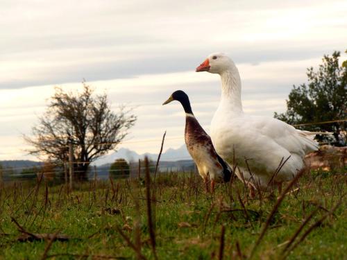 Spring-Hof in โอเบรอสเทนดอร์ฟ