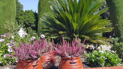 El jardín de la abuela