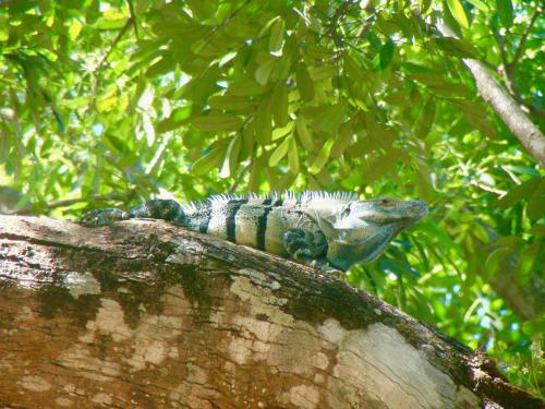 Hotel El Manglar