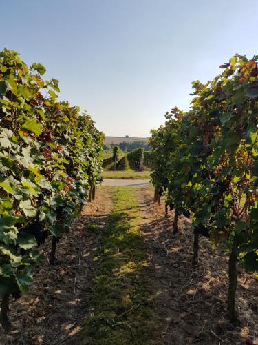 Weingut & Gästehaus Nagel