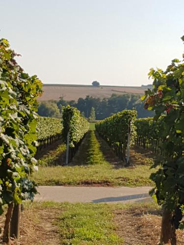 Weingut & Gästehaus Nagel (Weingut & Gastehaus Nagel) in Kapellen-Drusweiler