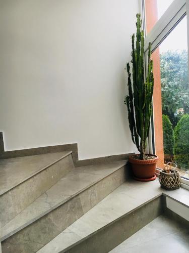 Bruno Apartment 3
