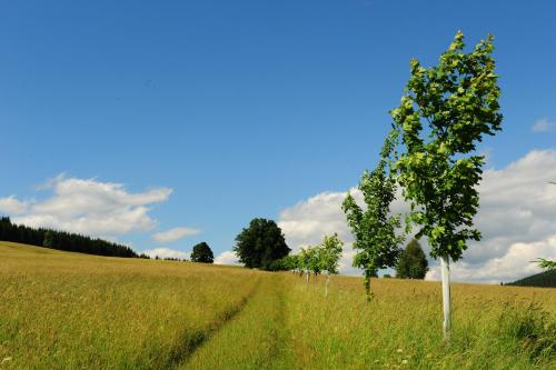 Holzberg - image 4