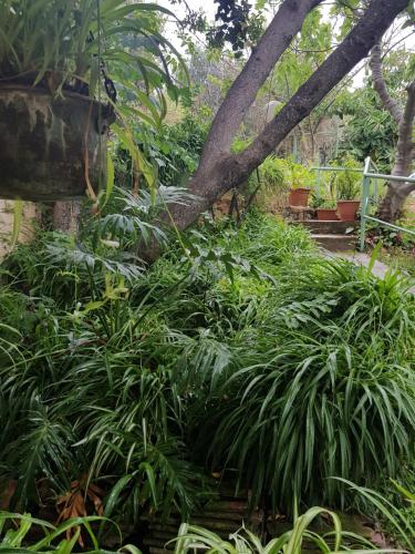 Bloom's Studio הסטודיו של בלום, Amirim (foto 4)