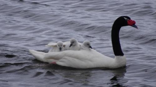 Cabañas Rincon Austral