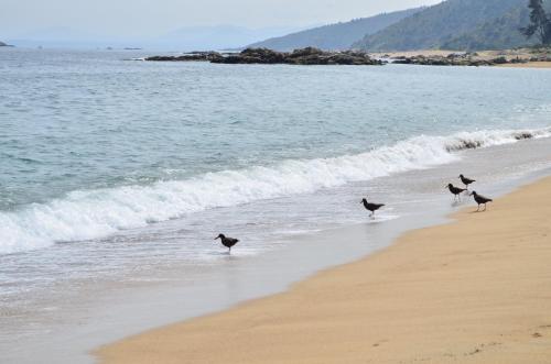 Entre Playa y Bosque Papudo